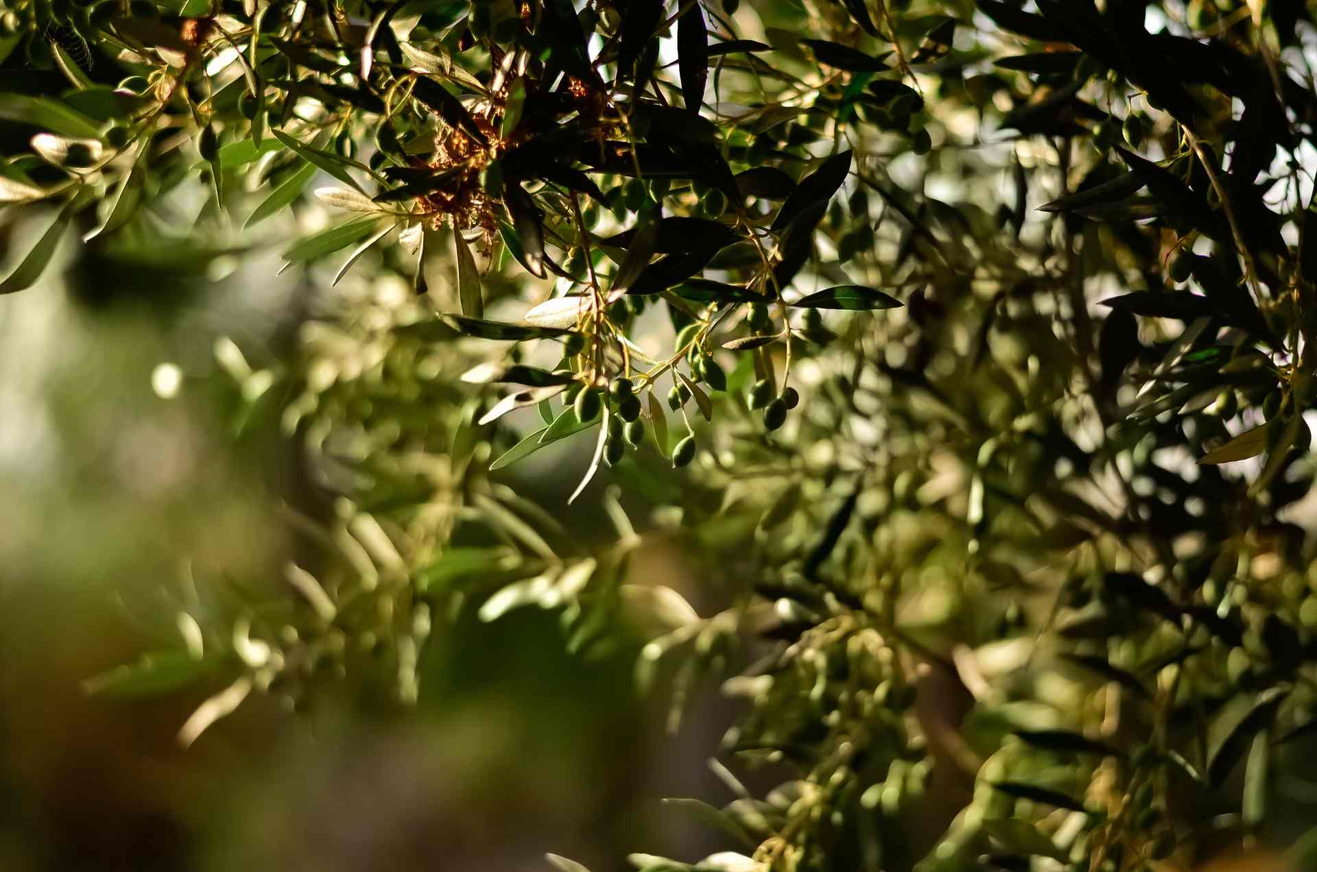 green-leaf-fruit-tree-selective-focal-photo-1047312-1 (1)