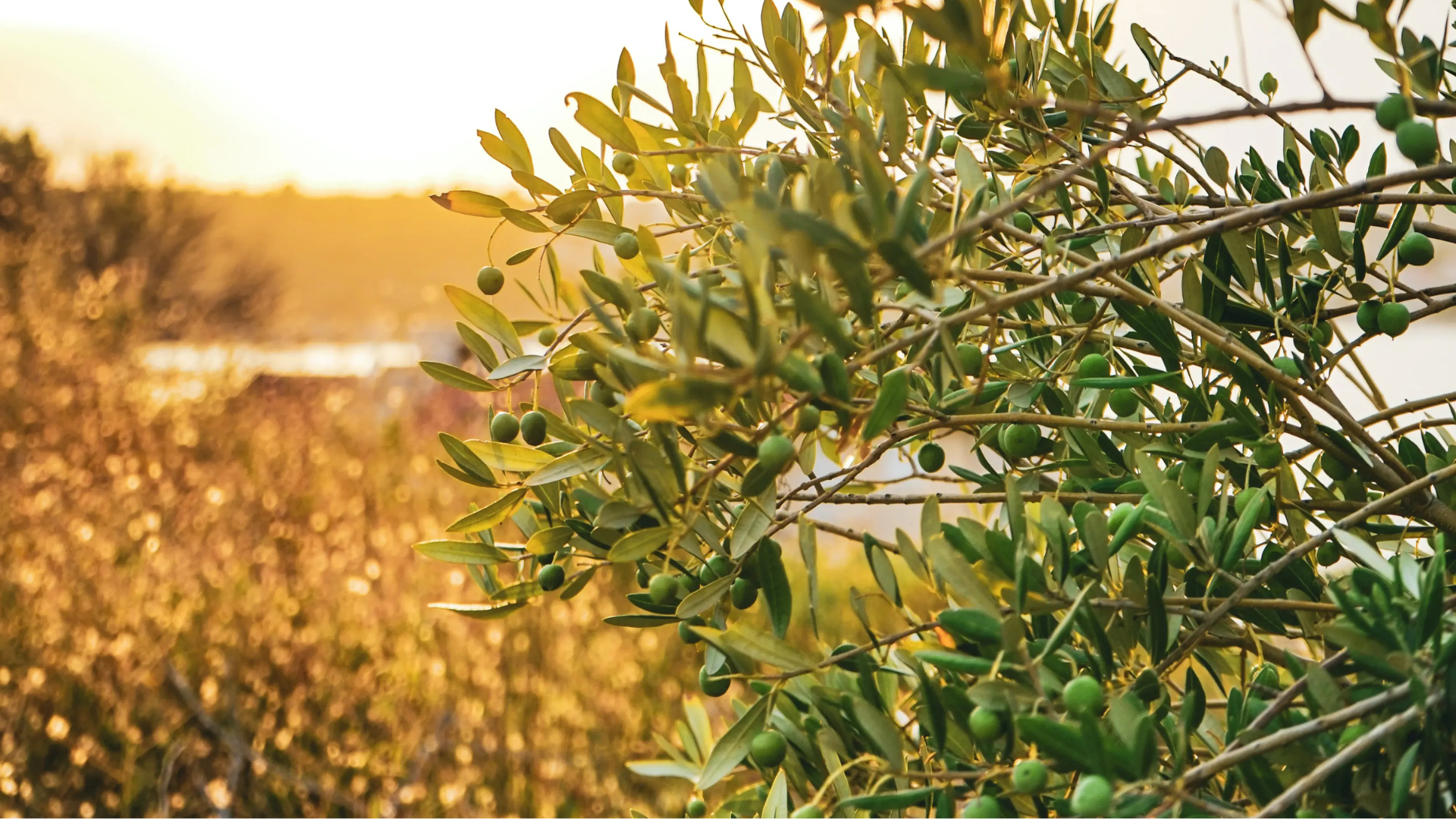 A picture of an olive tree in sunset light