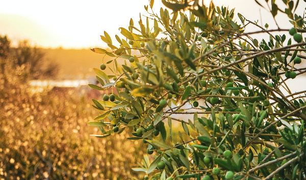 olive-2